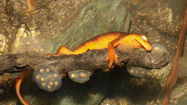 California Newt perched on a twig above water, with a translucent orange body.