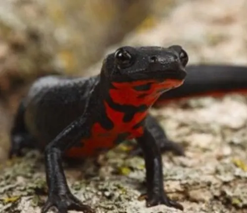 Close-up of a Chinese Fire Belly Newt with a black body and vibrant red belly.