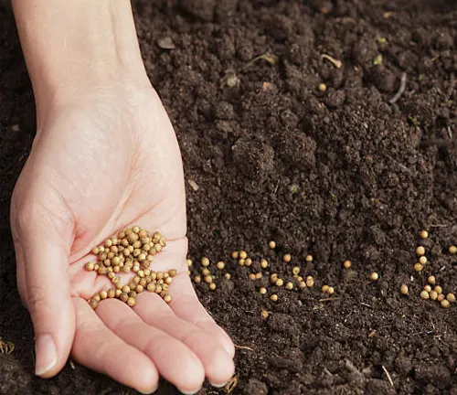 Hand scattering seeds onto fertile soil.