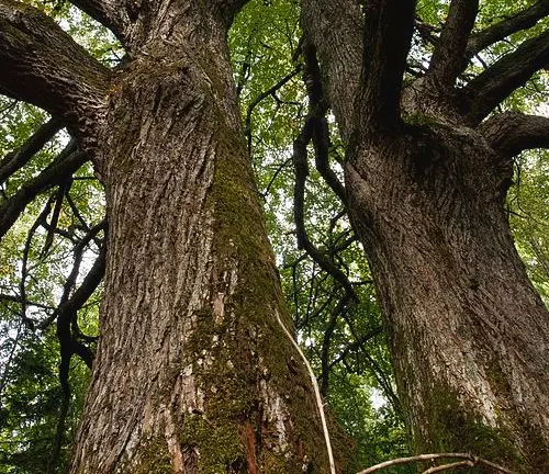 Twin robust tree trunks with textured bark rising into a canopy of green leaves.