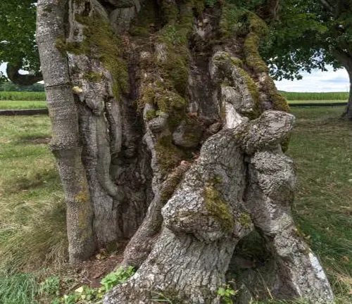 Ancient tree with a knotted and moss-covered trunk, exhibiting years of growth
