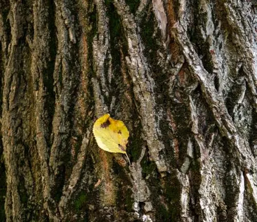 A single yellow leaf stuck on the rugged bark of a large tree.
