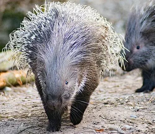Indian Porcupine: A large rodent with sharp quills covering its body. Brown fur, short legs, and a long tail.