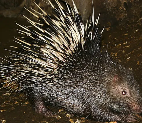 A Malayan Porcupine walking on the ground.