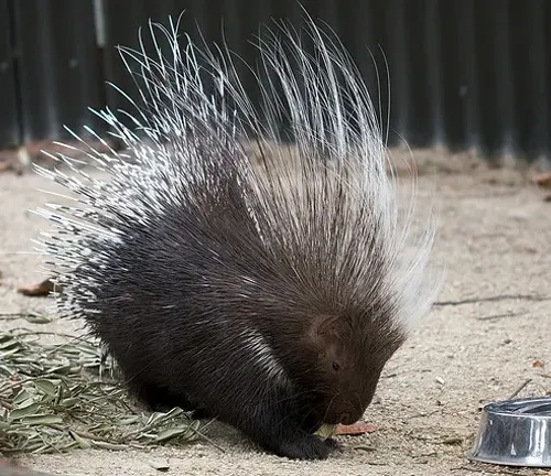 A European Porcupine displaying its quills as a defense mechanism.