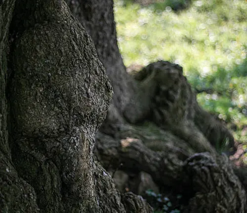 Close-up of the gnarled and textured trunk of a Tilia platyphyllos tree, with a soft-focus background of a grassy area