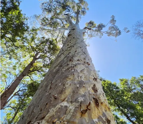 Upward view of a towering eucalyptus tree with peeling bark and lush canopy against a clear blue sky