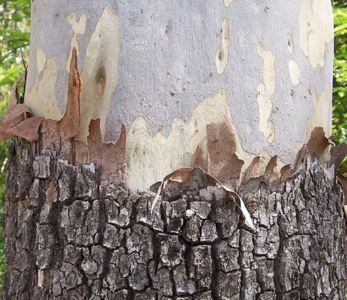 Close-up of a tree trunk showing a contrast between the rough, dark bark at the base and the smooth, pale bark higher up