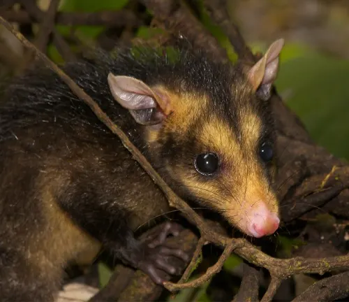 A Southern Opossum perched on a forest branch.