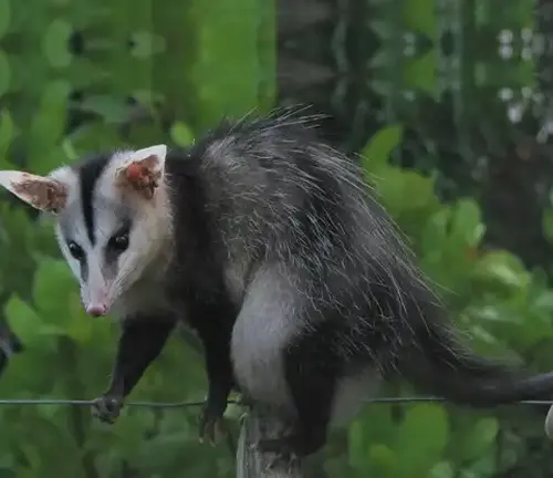 A Black-eared Opossum standing on a fence post in its natural habitat.