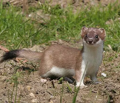 A stoat standing in the grass, showcasing its sleek fur and long body.