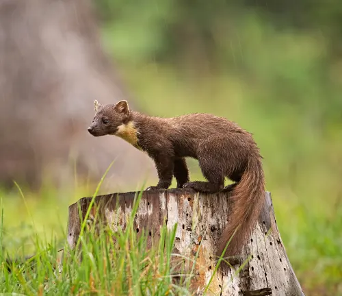 A European Pine Marten perched on a stump, showcasing its physical characteristics.
