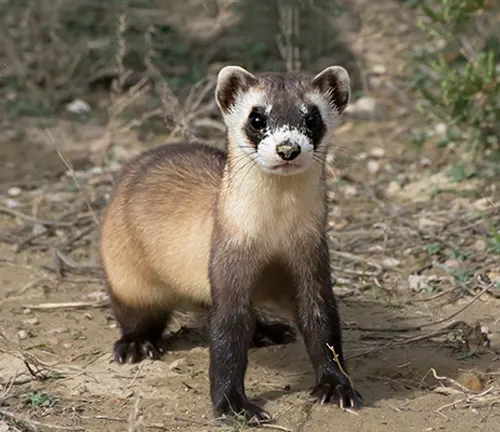 A small Black-footed Ferret standing on the ground, showcasing its size and appearance.