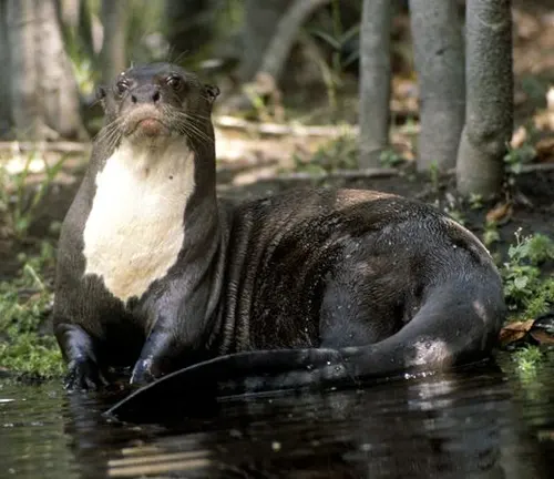 An otter, known as the Giant Otter, sits gracefully in the water, showcasing its size and weight.