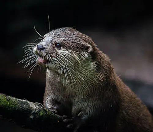 Asian Small-clawed Otter with brown fur, sleek body, and playful expression, swimming in water.