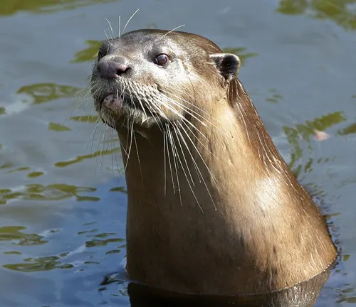A smooth-coated otter swimming in water, showcasing its sleek fur and distinct coat coloration.