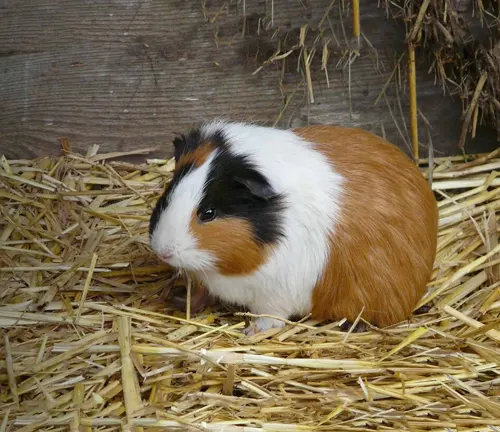Abyssinian guinea pig with unique body structure sitting on straw in a barn.