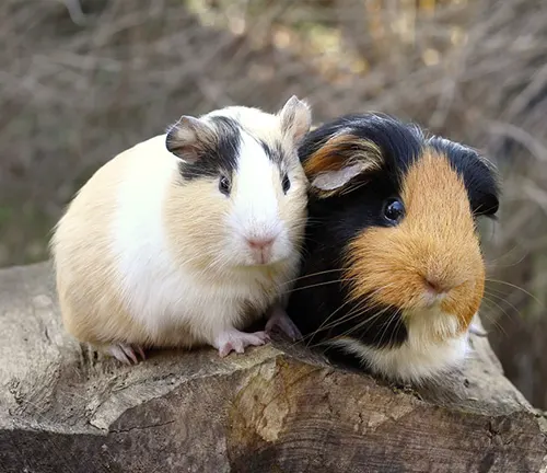  Learn about the "American Guinea Pig" Physical Characteristics.