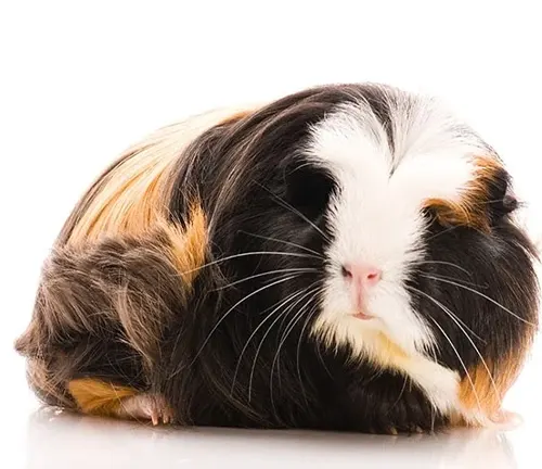  A Coronet Guinea Pig with long, flowing hair, sitting gracefully on a white background.