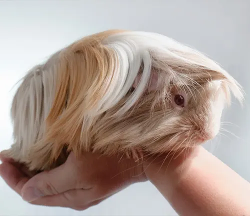 A Peruvian Guinea Pig with long hair sitting on a hand.