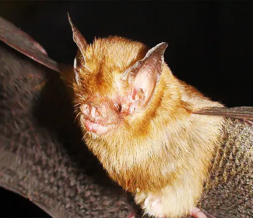 A brown bat with large wings and a long tail, identified as "Kitti's Hog-nosed bat" in Taxonomy.