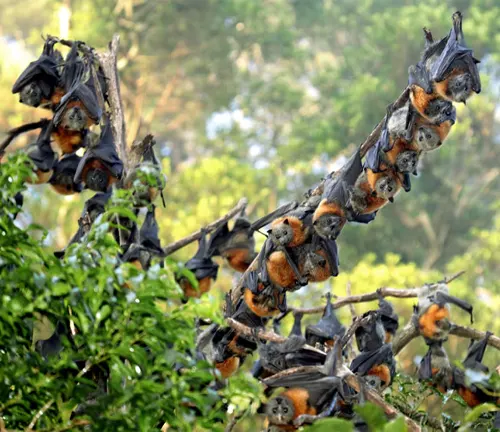 A group of bats hanging from a tree branch in their natural habitat, known as the "Flying Fox" habitat.