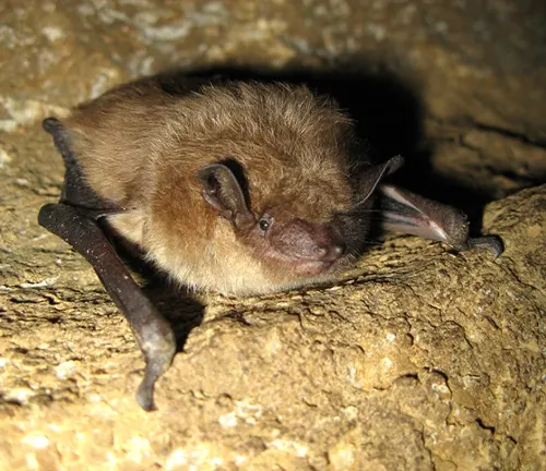  A close-up image of a Big Brown Bat showcasing its dark brown fur with a soft and velvety texture.