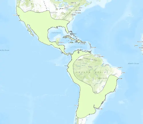 Map of the Americas with highlighted countries, showing Mexican Free-tailed Bat geographic distribution.