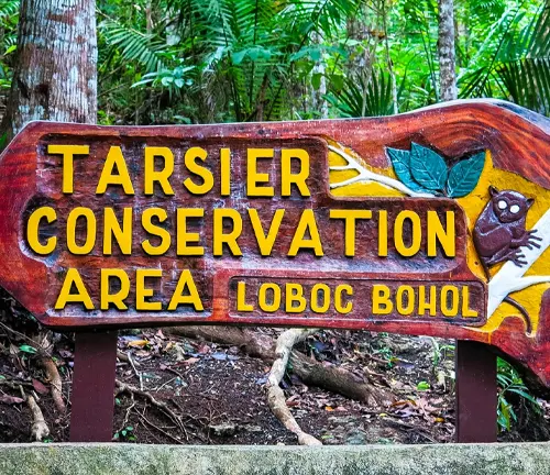 Tarsier conservation area in Costa Rica featuring "Philippine Tarsiers" at the Tarsier Sanctuary in Bohol.