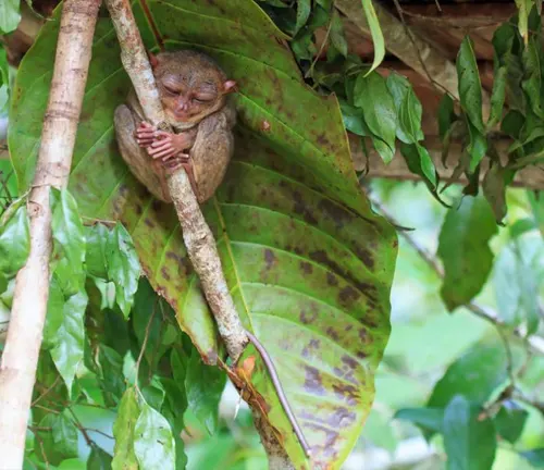 A Western Tarsier monkey perched on a branch in its natural habitat, the lush jungle.