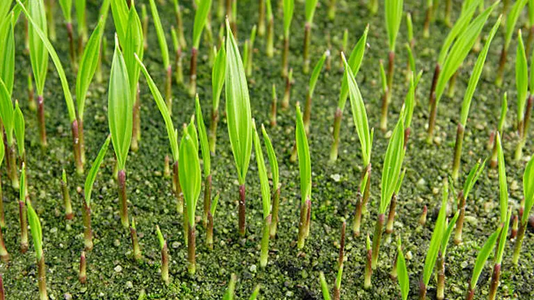 Close-up view of young palm seedlings growing densely in a nursery, with vibrant green leaves just emerging from the soil.