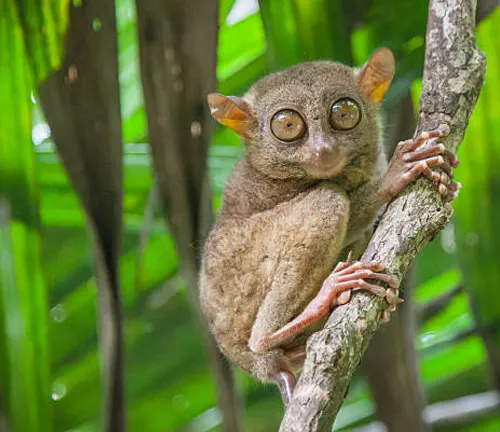 Eastern Tarsiers: Small primates with large eyes, long fingers, and a bushy tail. They have gray fur and are about 4-6 inches tall.