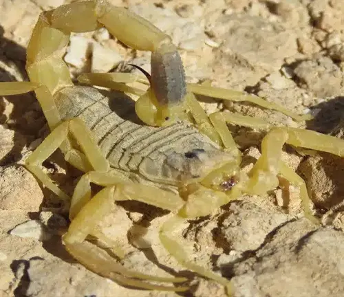 Yellow "Deathstalker" scorpion with long legs.