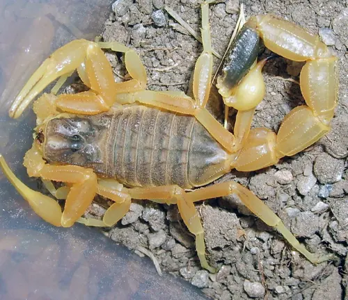 A scorpion with yellow legs and a black body, known as the Arizona Bark Scorpion, showcasing its identifying features.