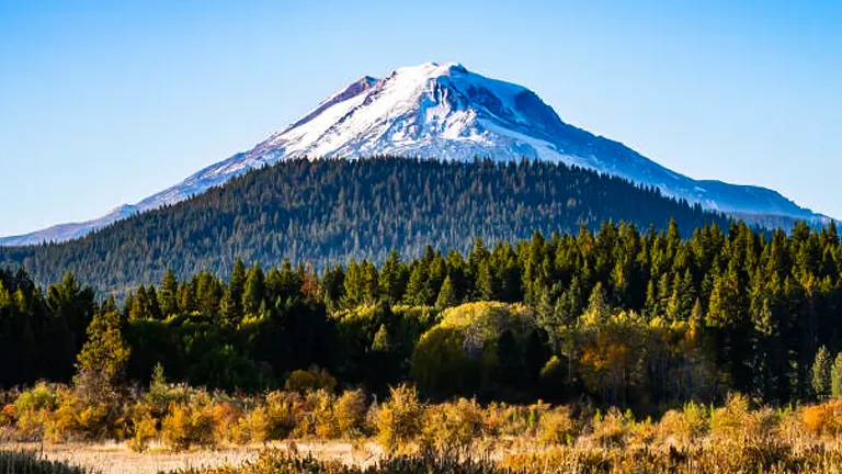 Snow-capped Mount Adams rises above the dense evergreen forest of Gifford Pinchot National Forest, with golden meadow in the foreground.