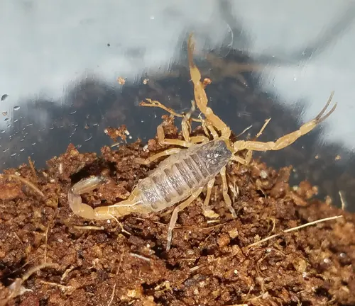 A Brazilian Yellow Scorpion in a container with dirt.