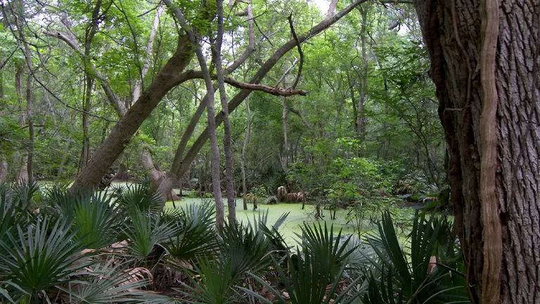 Dense swamp forest with lush greenery, palmetto plants, and a moss-covered water surface, showcasing biodiversity.