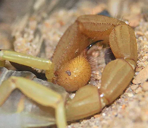 A Giant Hairy Scorpion buries its head in the sand, showcasing its unique hairs and coloration.
