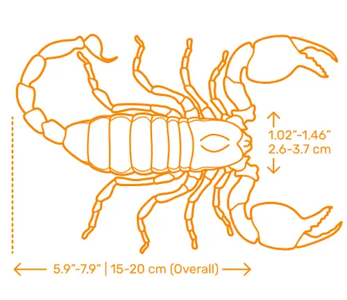 Emperor Scorpion in plastic container with dirt, showcasing its unique coloration.