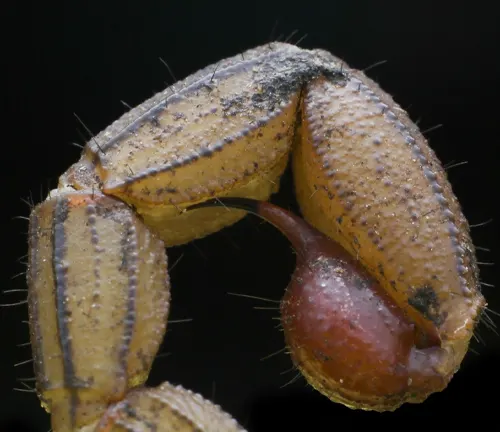 A close-up of a bug with a small seed, featuring the venomous stinger of the "Indian Red Scorpion".