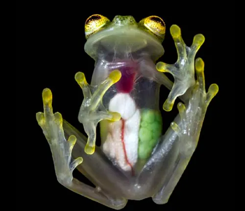 A glass frog with a vibrant green and yellow body, showcasing its unique transparent skin.