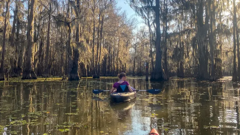 Kayakers gently paddle through a serene swamp with towering cypress trees draped in Spanish moss, reflecting on the still water under a soft, golden sunlight.