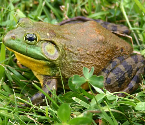 A green and yellow frog sitting in the grass. This image showcases the size and appearance of "BullFrogs".