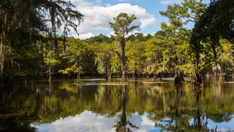 A tranquil scene of a cypress swamp with trees reflected in still water, surrounded by a forest under a partly cloudy sky.

