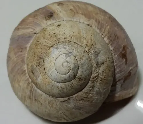 A snail shell with a spiral pattern on it. Alt text: "Roman Snail shell displaying intricate spiral pattern."