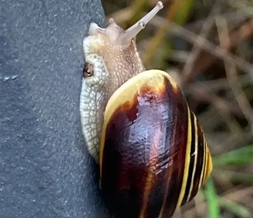 A "Brown-lipped Snail" slowly crawls on the side of a metal pole.