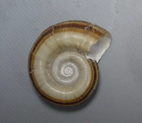A white and brown "Ramshorn Snail" shell, showcasing its unique structure and intricate patterns.