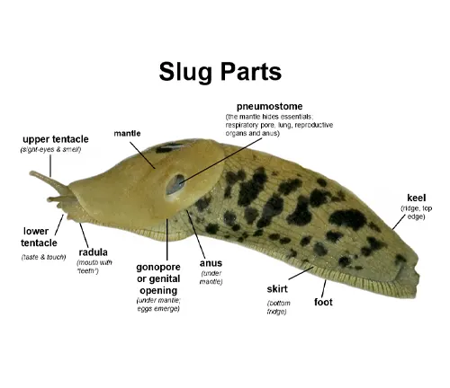 Alt text: Diagram of gray garden slug parts.