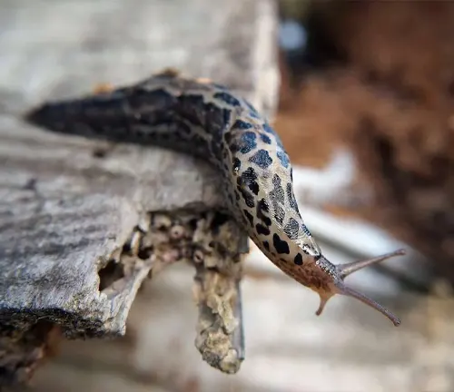 A Leopard Slug slowly crawls on a wooden surface.