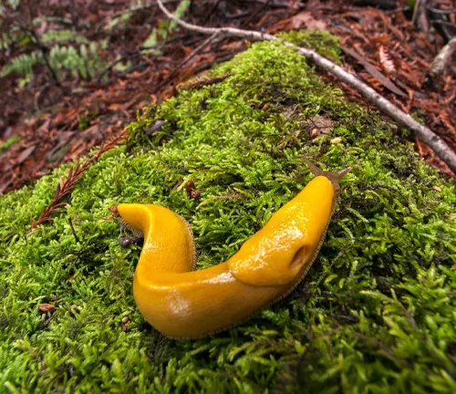  A yellow banana slug crawling on the forest floor.